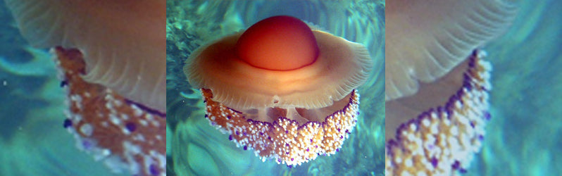 Fried Egg Jellyfish in Malta | Cotylorhiza Tuberculata