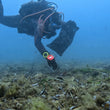 Load image into Gallery viewer, A diver collecting a discarded plastic cup from the seabed during a debris dive in Bugibba, Malta
