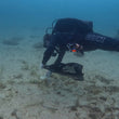Load image into Gallery viewer, A diver collecting trash during a debris dive in Sliema as part of the PADI Dive Against Debris course
