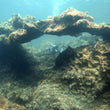 Load image into Gallery viewer, A diver with a camera swims through an underwater arch pleasure diving at Ghar Lapsi, Malta
