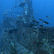 Load image into Gallery viewer, Bream and Damselfish swim in front of the mast of the P29 shipwreck in Malta
